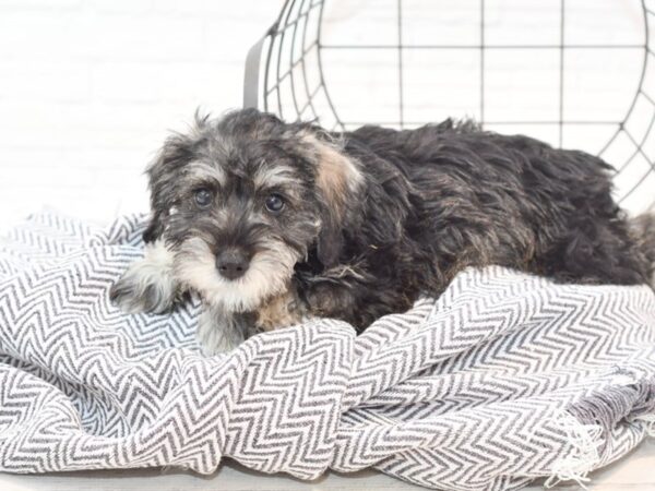 Miniature Schnauzer-DOG--Salt & Pepper-35431-Petland Novi, Michigan