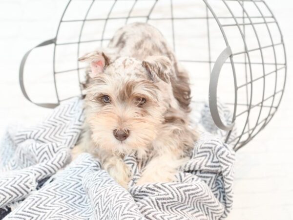 Miniature Schnauzer-DOG-Male-Chocolate Merle-35412-Petland Novi, Michigan