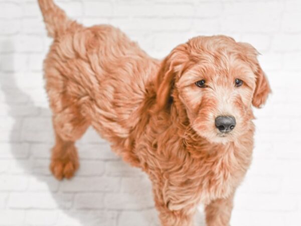 Goldendoodle DOG Female Red 35373 Petland Novi, Michigan