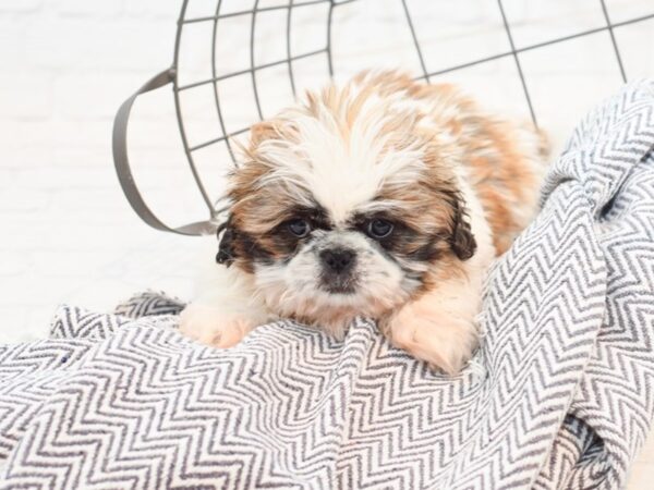 Pekatzu-DOG-Male-Gold / White-35453-Petland Novi, Michigan