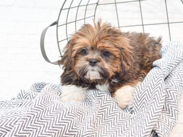 Lhasa Apso DOG Male Red 35454 Petland Novi, Michigan