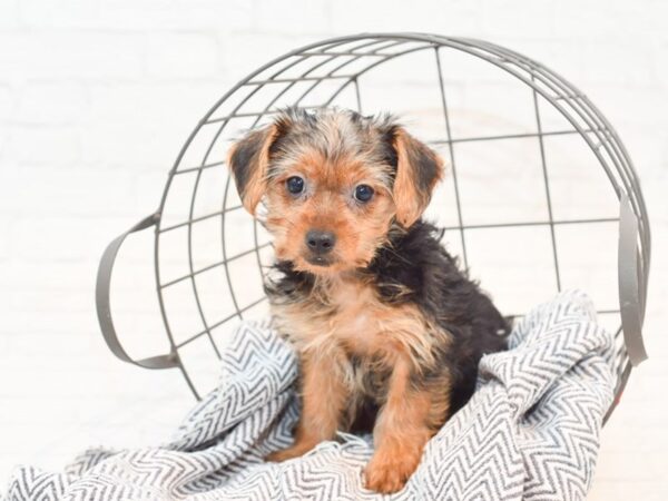 Silky Terrier DOG Female Black / Tan 35455 Petland Novi, Michigan