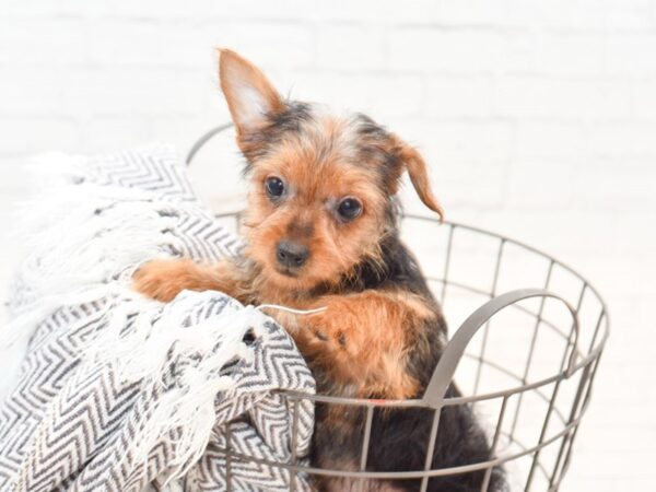 Silky Terrier DOG Female Black / Tan 35456 Petland Novi, Michigan