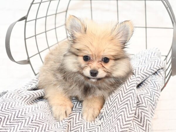 Pomeranian-DOG-Male-Sable-35457-Petland Novi, Michigan