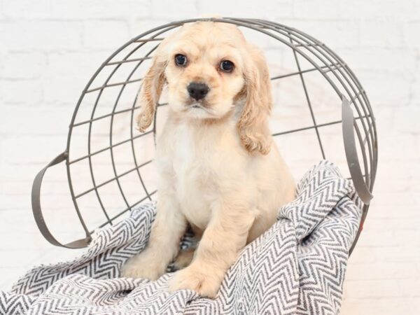 Cocker Spaniel DOG Male Buff 35458 Petland Novi, Michigan