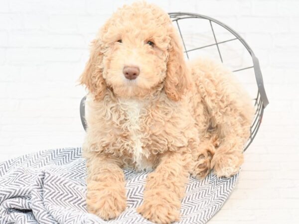 Poodle Standard DOG Male Cream 35459 Petland Novi, Michigan