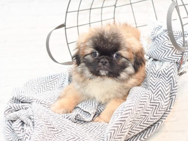 Pekingese DOG Male Sable 35460 Petland Novi, Michigan