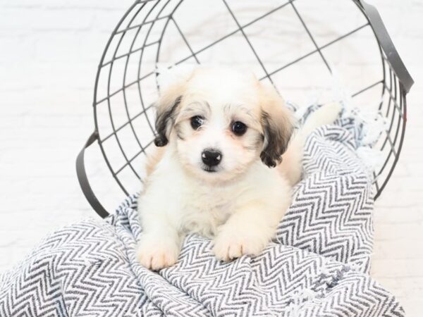 Coton De Tulear DOG Male Sable & White 35461 Petland Novi, Michigan