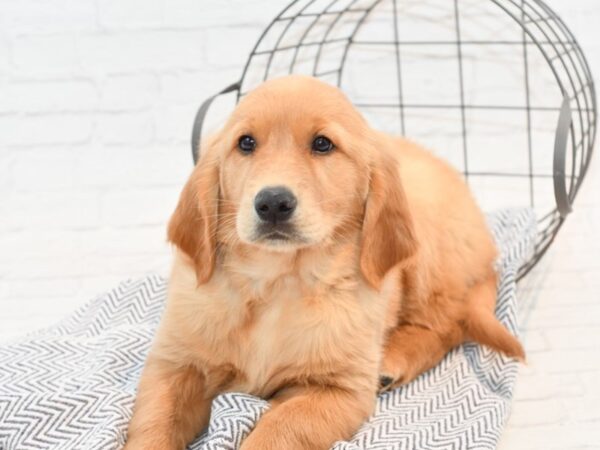 Golden Retriever DOG Male Golden 35462 Petland Novi, Michigan