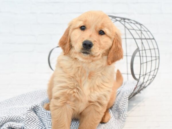 Golden Retriever DOG Female Golden 35463 Petland Novi, Michigan