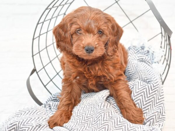 Mini Goldendoodle-DOG-Male-Red-35464-Petland Novi, Michigan