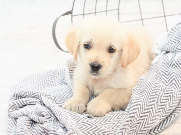 Golden Retriever DOG Female Light Golden 35465 Petland Novi, Michigan