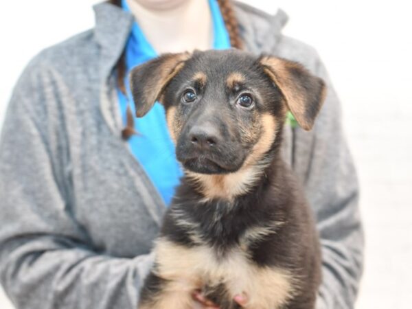 German Shepherd DOG Male Black & Red 35466 Petland Novi, Michigan