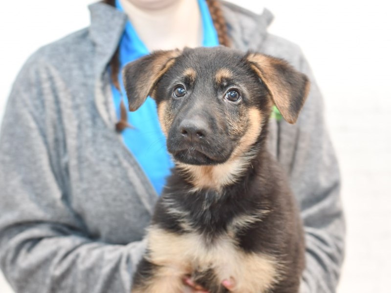 German shepherd puppy hot sale with blue eyes
