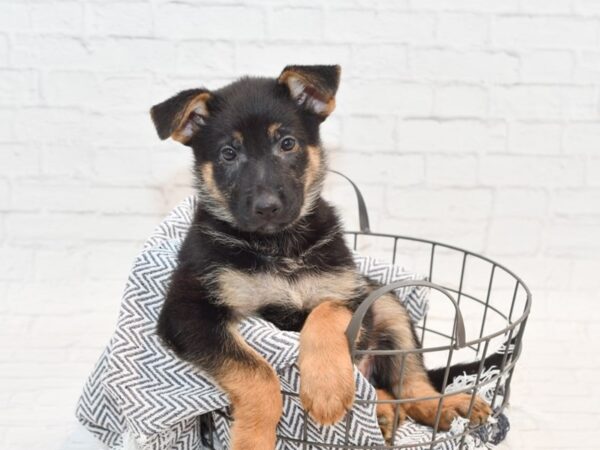 German Shepherd DOG Female Black & Red 35467 Petland Novi, Michigan