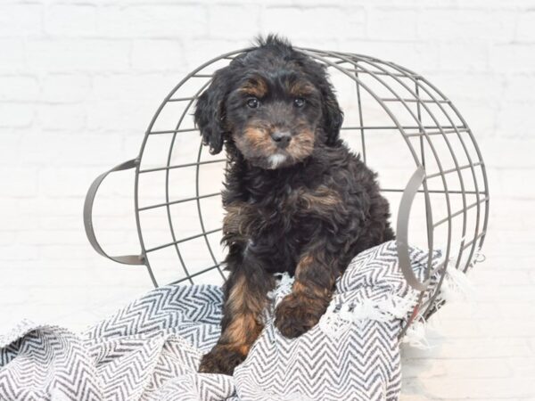 F1B Mini Goldendoodle-DOG-Female-Black-35468-Petland Novi, Michigan