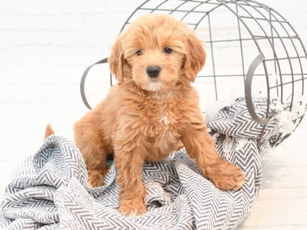 F1B Mini Goldendoodle DOG Female Red 35469 Petland Novi, Michigan