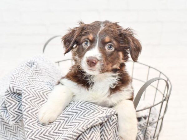 Mini Aussie DOG Female Red Tri 35470 Petland Novi, Michigan