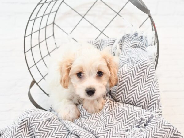 Cavachon-DOG-Male-White / Blenheim-35472-Petland Novi, Michigan