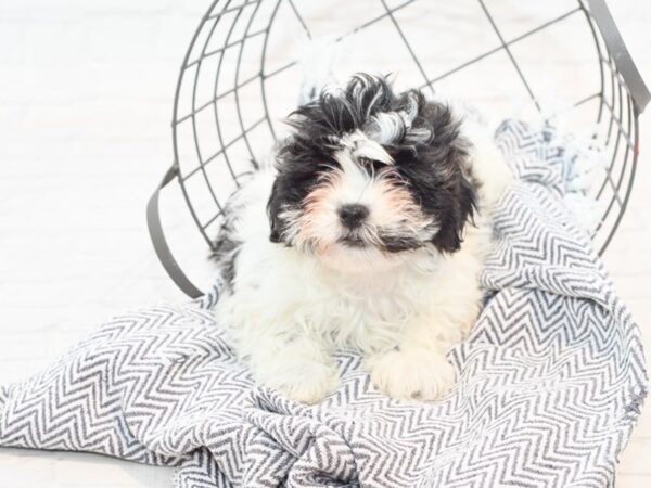 Teddy Bear-DOG-Female-Black / White-35473-Petland Novi, Michigan