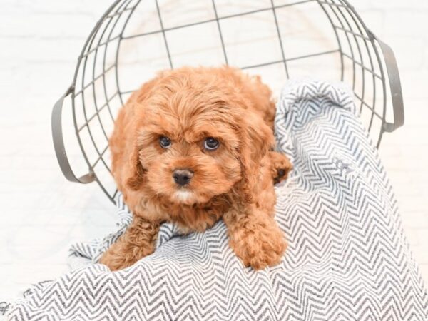 Cavapoo-DOG-Male-Red-35474-Petland Novi, Michigan