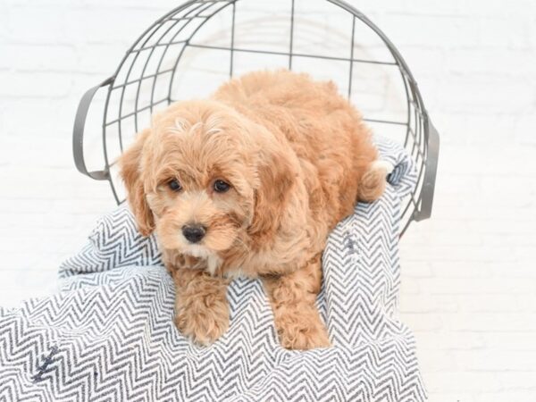 Cockadoodle-DOG-Female-Red-35475-Petland Novi, Michigan