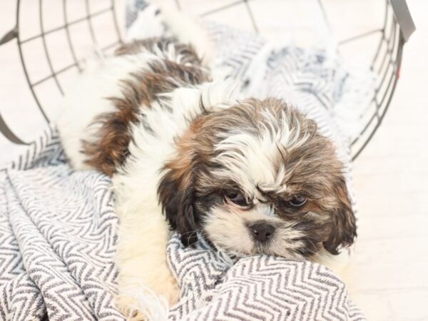 Shih Tzu DOG Male Brown / White 35476 Petland Novi, Michigan