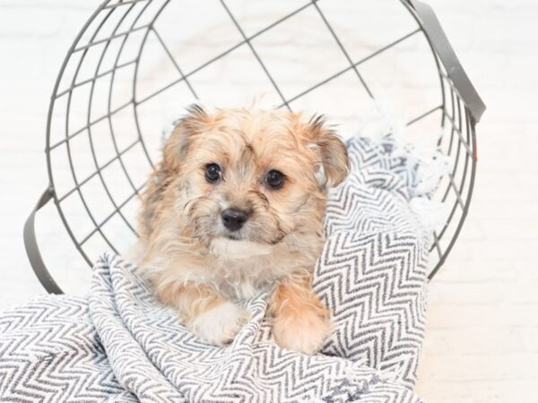 Yochon-DOG-Female-Tan-35477-Petland Novi, Michigan