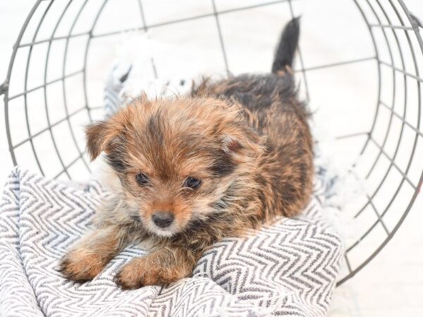 Yorkie Pom DOG Male Sable 35478 Petland Novi, Michigan