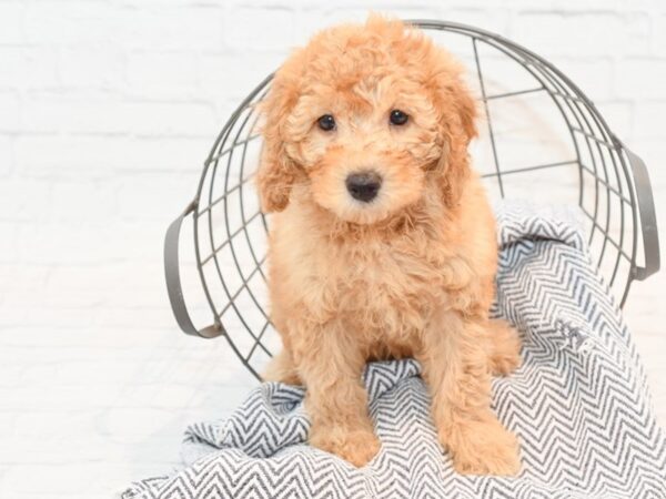 Mini Goldendoodle 2nd Gen DOG Female Red 35479 Petland Novi, Michigan