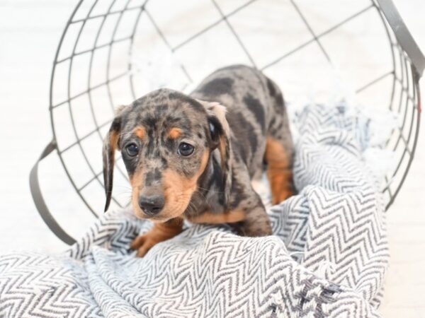 Dachshund-DOG-Female-Dark Brown-35481-Petland Novi, Michigan