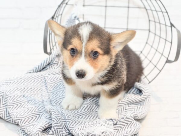 Pembroke Welsh Corgi DOG Male Tri 35482 Petland Novi, Michigan