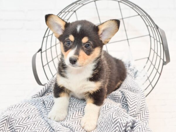 Pembroke Welsh Corgi-DOG-Female-Tri-35483-Petland Novi, Michigan