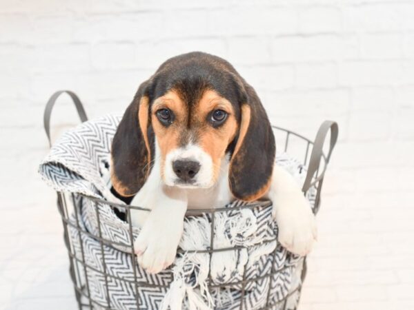 Beagle DOG Male Tri 35484 Petland Novi, Michigan