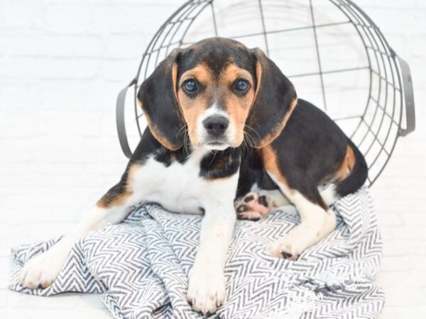 Beagle DOG Female Tri 35485 Petland Novi, Michigan