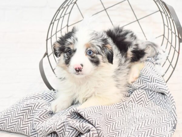 Mini Aussie DOG Female Blue Merle 35471 Petland Novi, Michigan