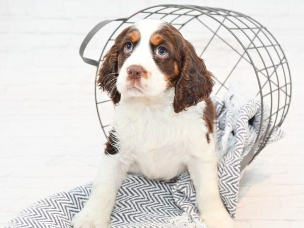 English Springer Spaniel DOG Male Liver & White 35486 Petland Novi, Michigan