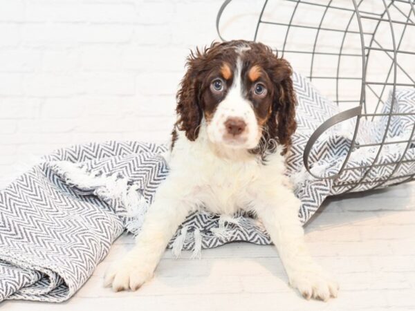 English Springer Spaniel DOG Female Liver & White 35487 Petland Novi, Michigan