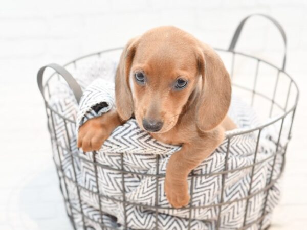 Dachshund-DOG-Female-Isabella-35488-Petland Novi, Michigan