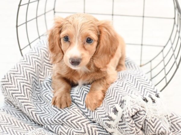 Dachshund-DOG-Female-Isabella-35489-Petland Novi, Michigan