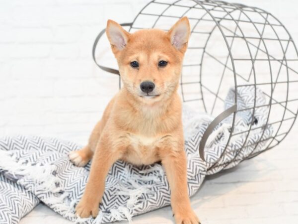 Shiba Inu DOG Male Red & Whtie 35490 Petland Novi, Michigan