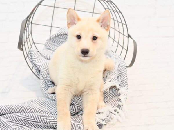 Shiba Inu DOG Male Cream 35491 Petland Novi, Michigan