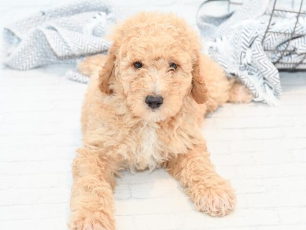 Goldendoodle Mini 2nd Gen-DOG-Male-Apricot-35492-Petland Novi, Michigan