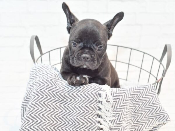 French Bulldog-DOG-Male-Black-35493-Petland Novi, Michigan