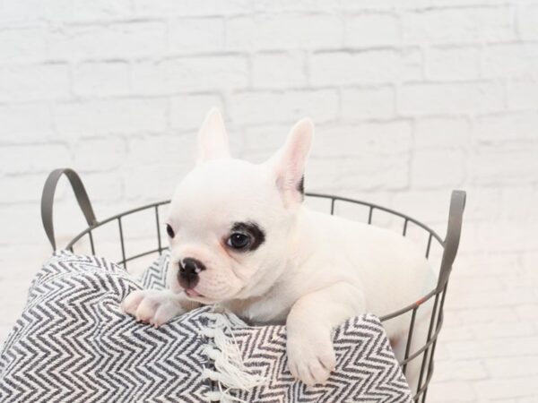 French Bulldog-DOG-Male-Creme w/Black Markings-35494-Petland Novi, Michigan