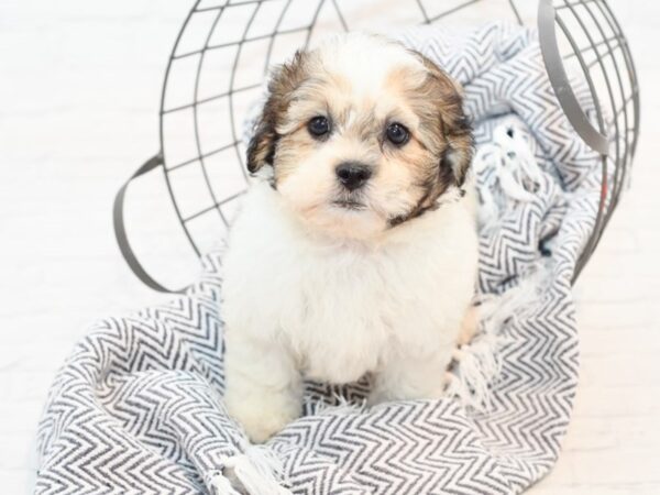 Teddy Bear-DOG-Male-Brown & White-35495-Petland Novi, Michigan