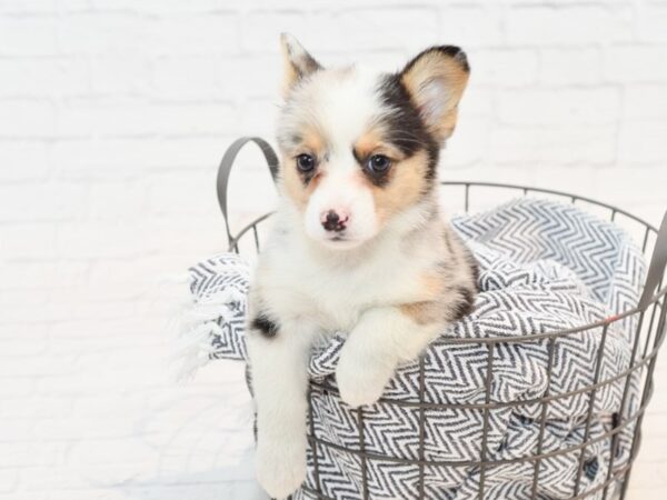 Auggie DOG Female Blue Merle 35496 Petland Novi, Michigan