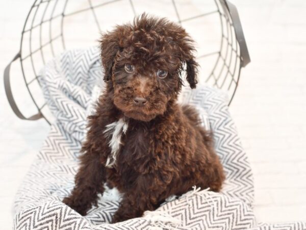 Standard Poodle DOG Male Chocolate 35497 Petland Novi, Michigan