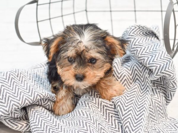 Morkie DOG Male Black / Tan 35500 Petland Novi, Michigan