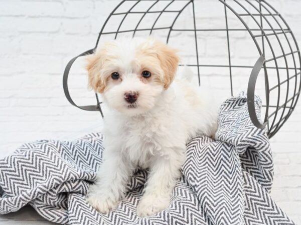 Daisy Dog-DOG-Female-Brown / White-35498-Petland Novi, Michigan